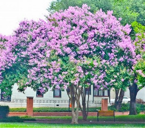 crepe Myrtle levender 1